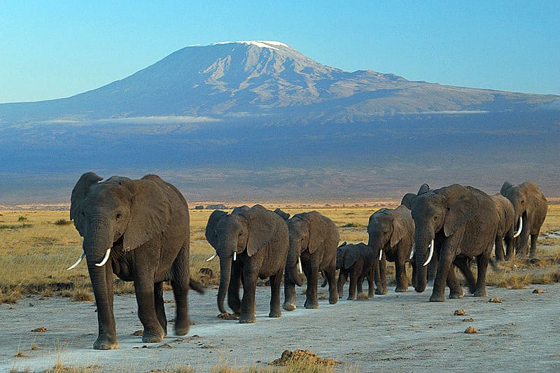 Elephants in Amboseli with Mount Kilimanjaro in the background.