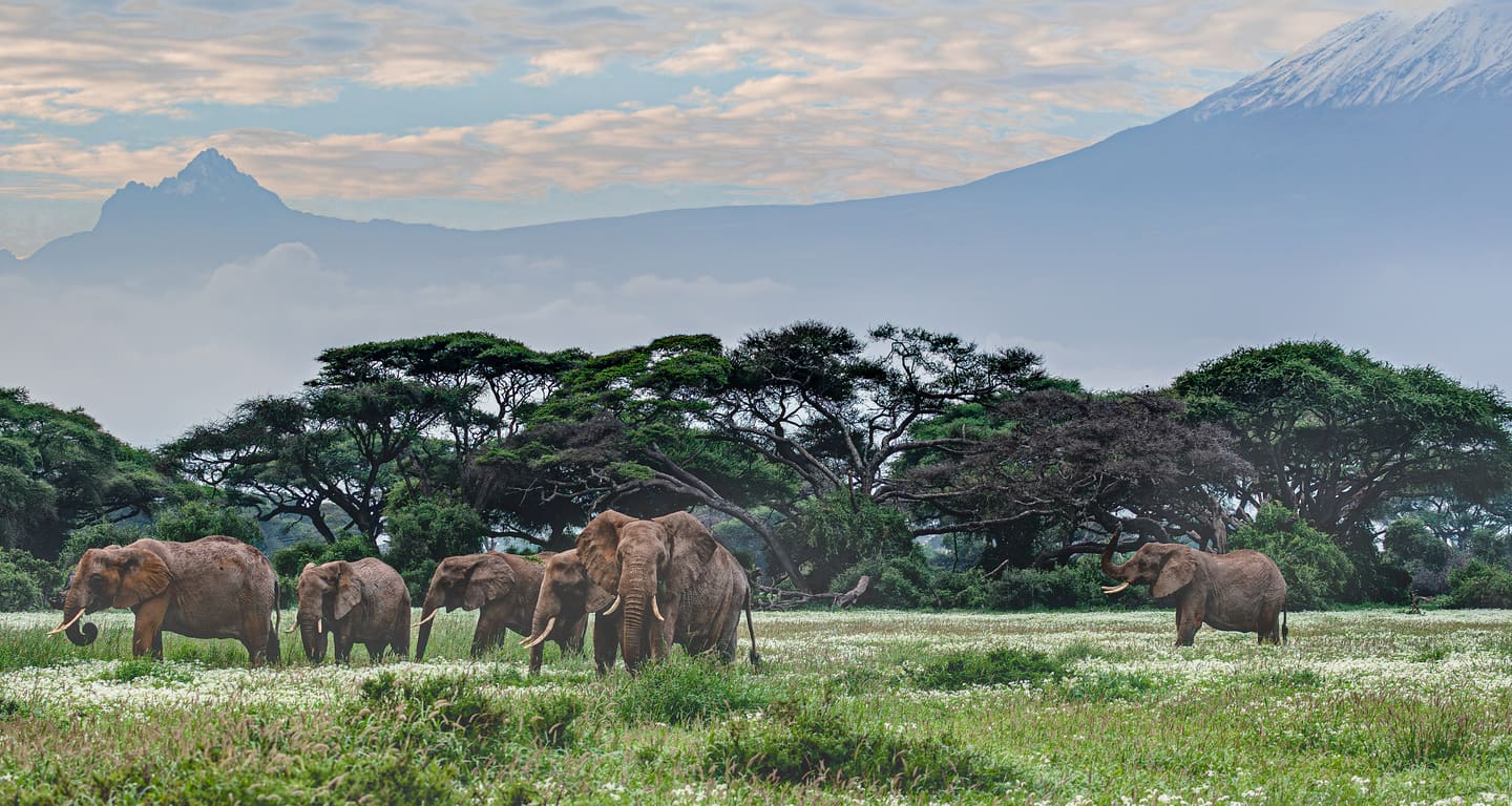 Tighter crop of elephants with Mount Kilimanjaro beyond Amboseli.