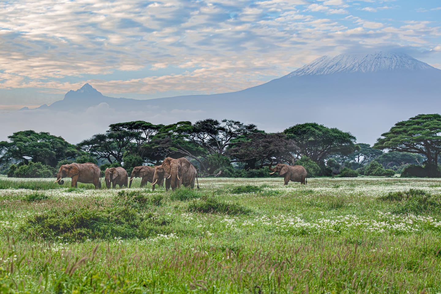 Elephants in Amboseli National Park with Mount Kilimanjaro in the background.