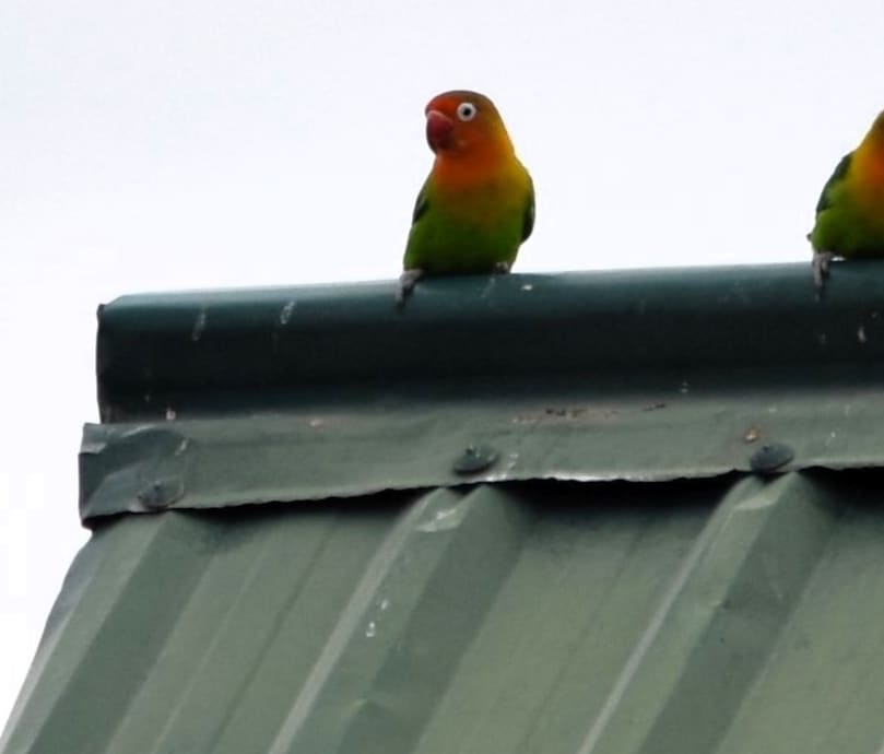 Closer crop of lovebirds perched near Lake Eyasi.