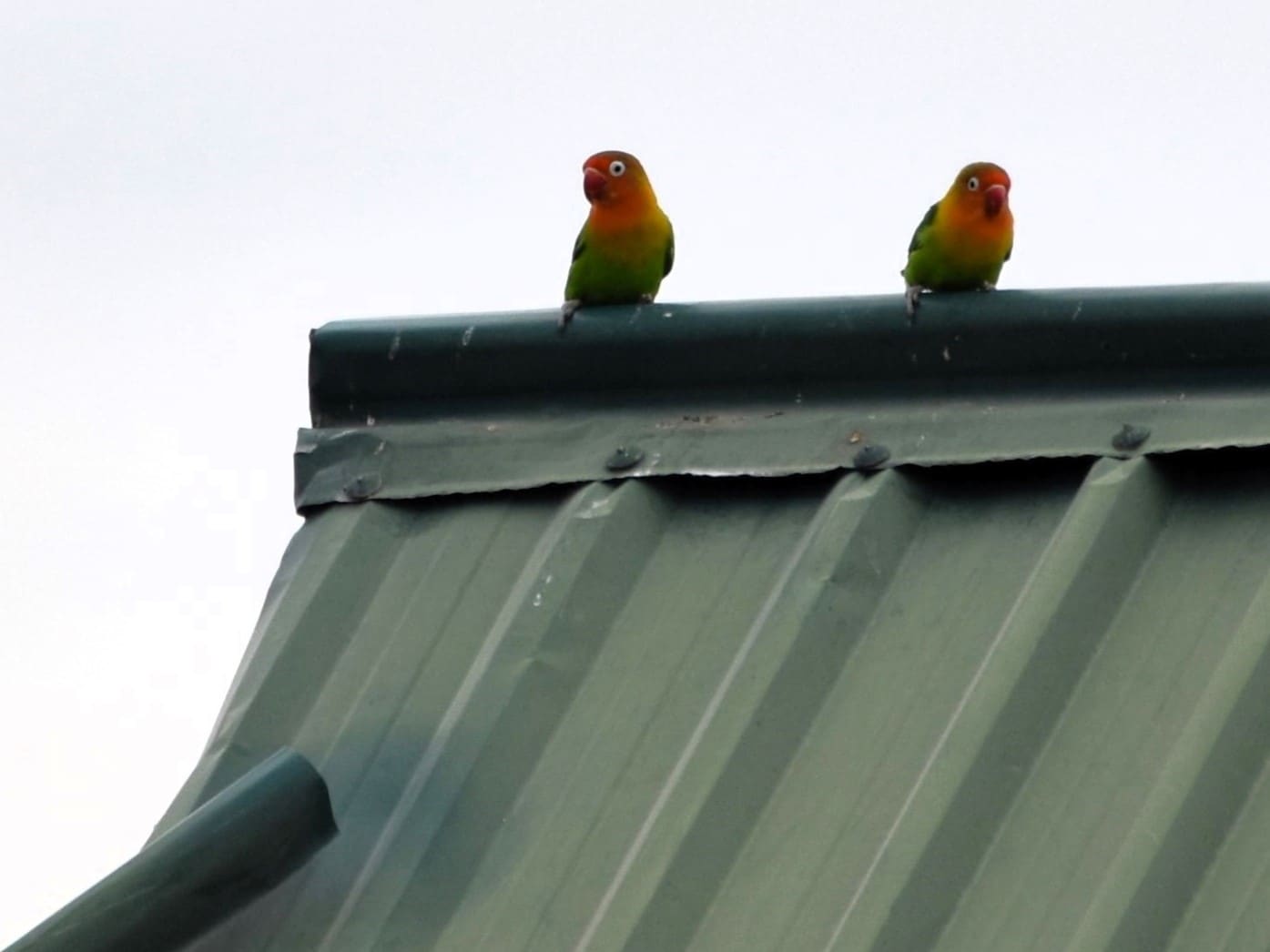 Pair of lovebirds at the edge of Lake Eyasi.