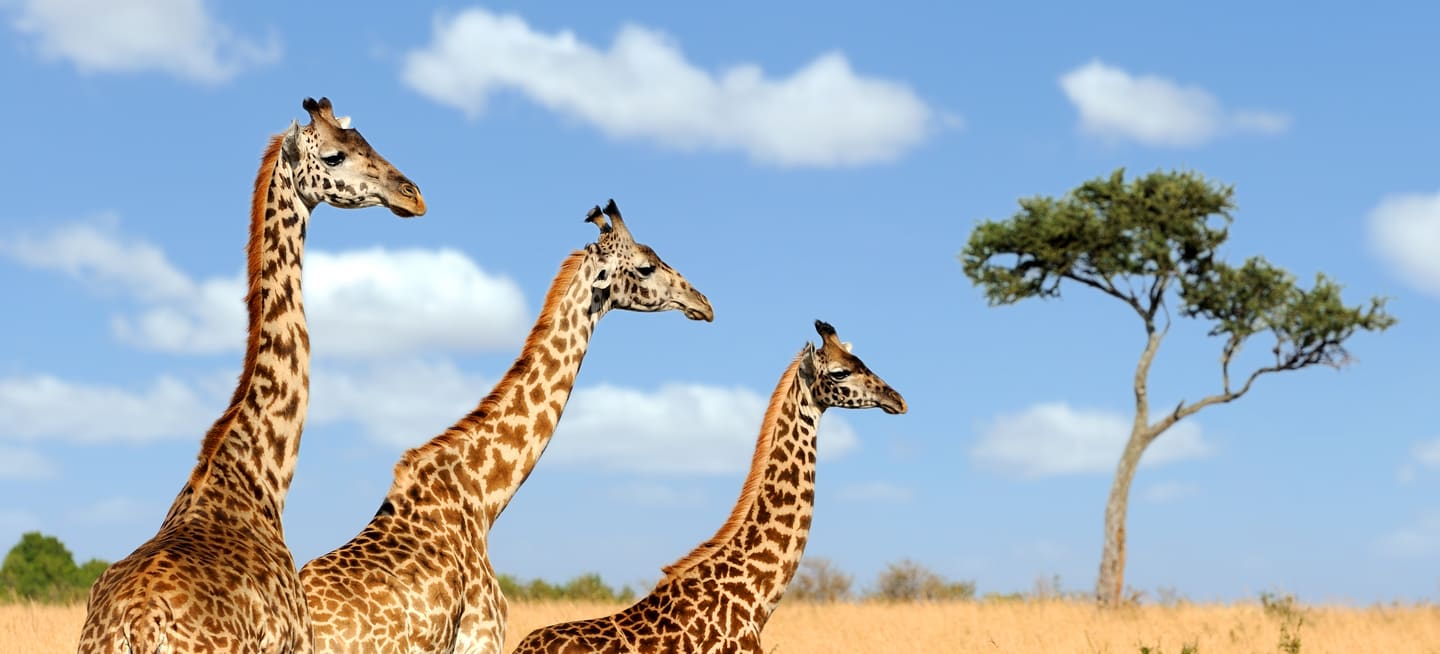 A lower horizon crop of giraffes in the Masai Mara at golden hour.