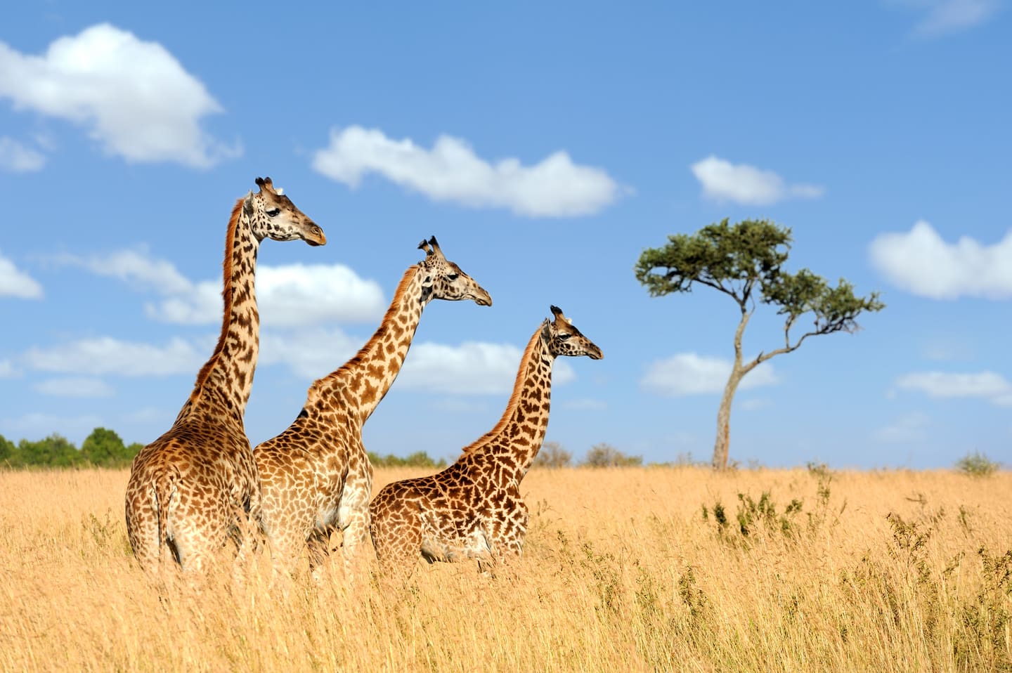 Three giraffes in the Masai Mara at golden hour.