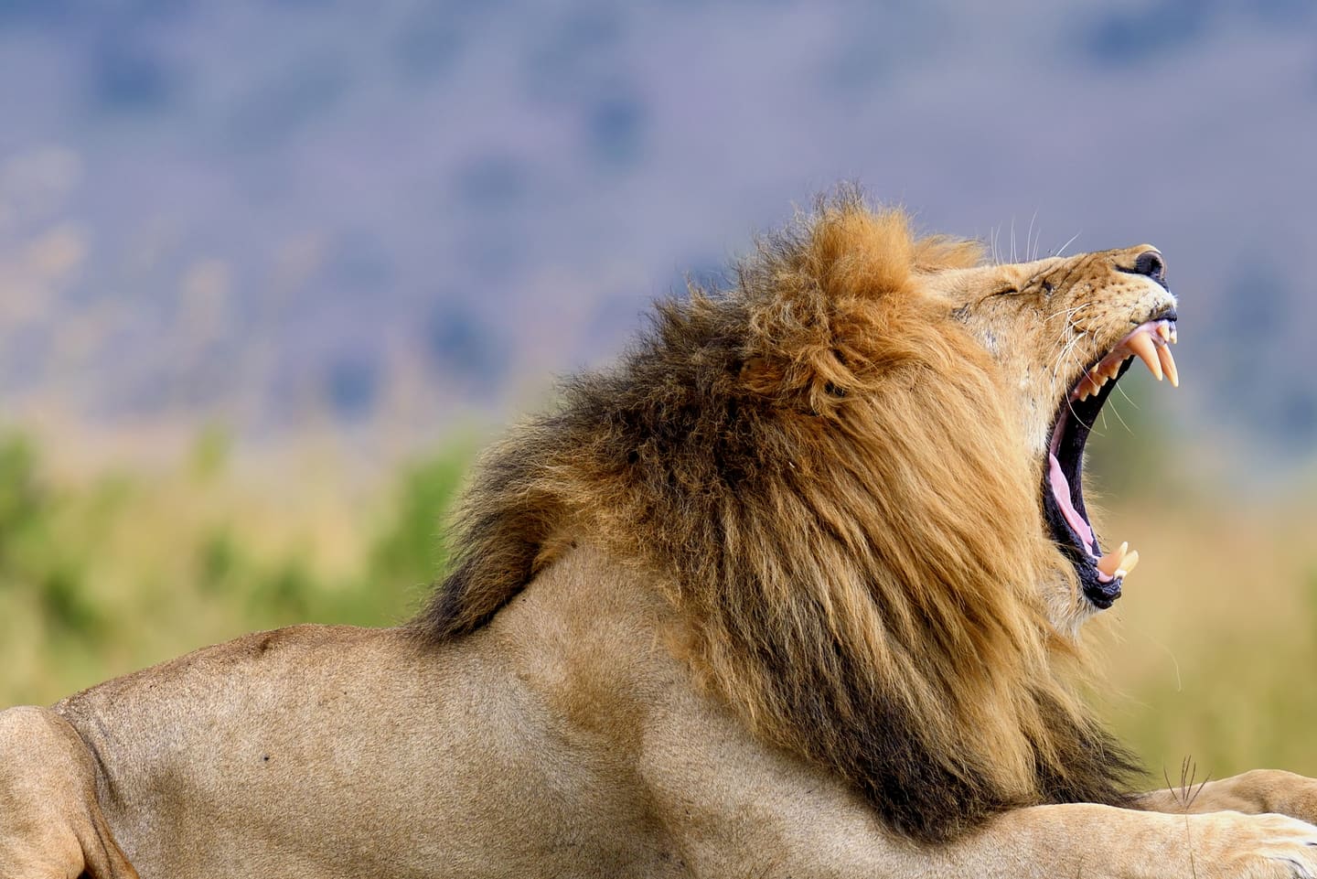 Closer portrait crop of a male lion in Masai Mara National Park.