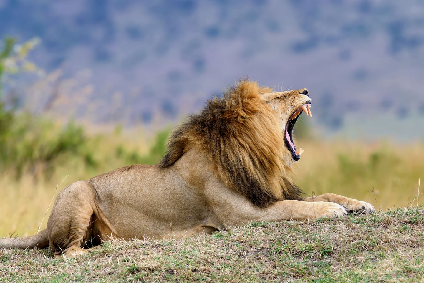Male lion resting in Masai Mara National Park.