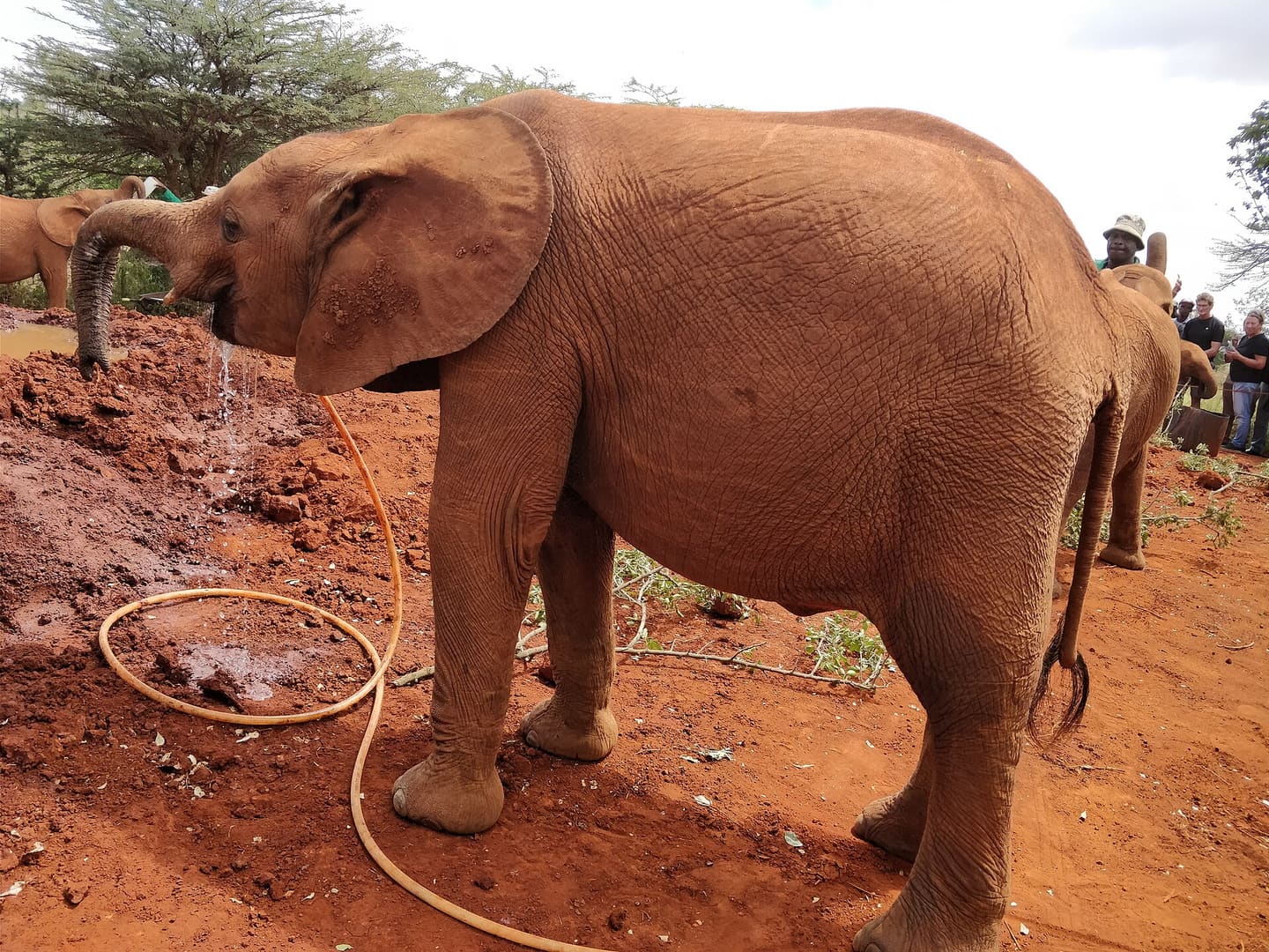 Young elephant at the Nairobi orphanage drinking from a hose.