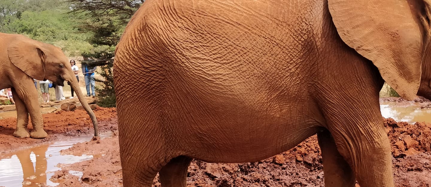 Closer crop of young elephants at the Nairobi orphanage.