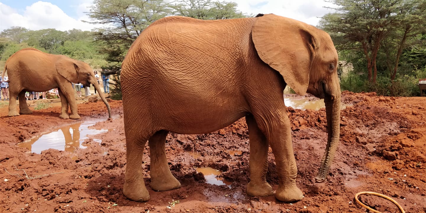 Young elephants at the Sheldrick Wildlife Trust orphanage in Nairobi.