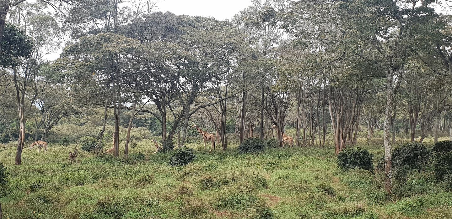 A wider giraffe centre scene in Nairobi Karen.