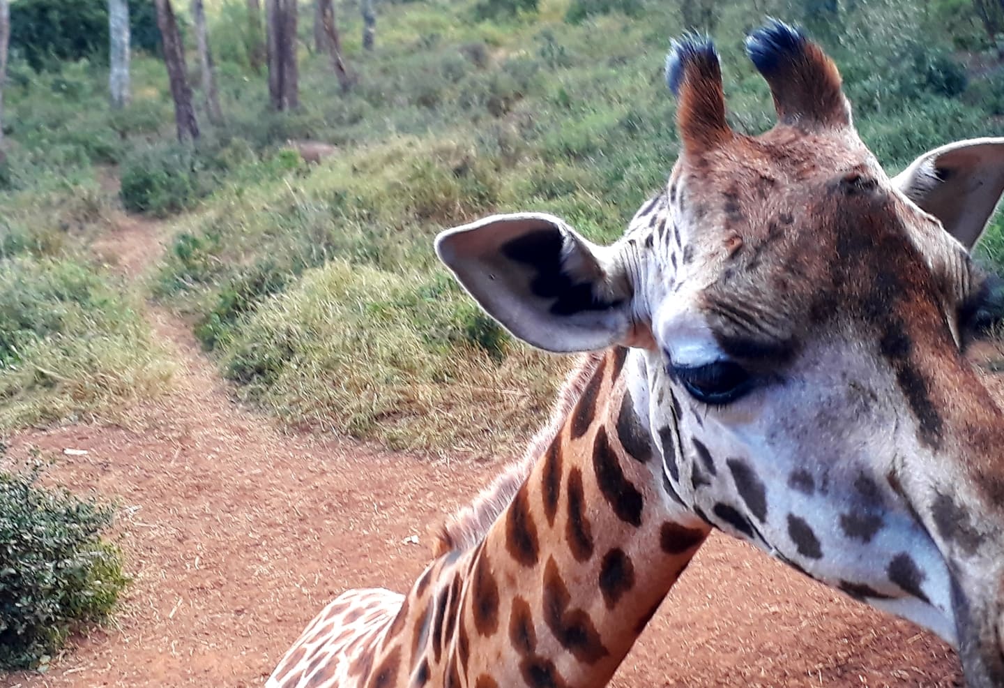 Closer giraffe portrait from the Nairobi Giraffe Centre.