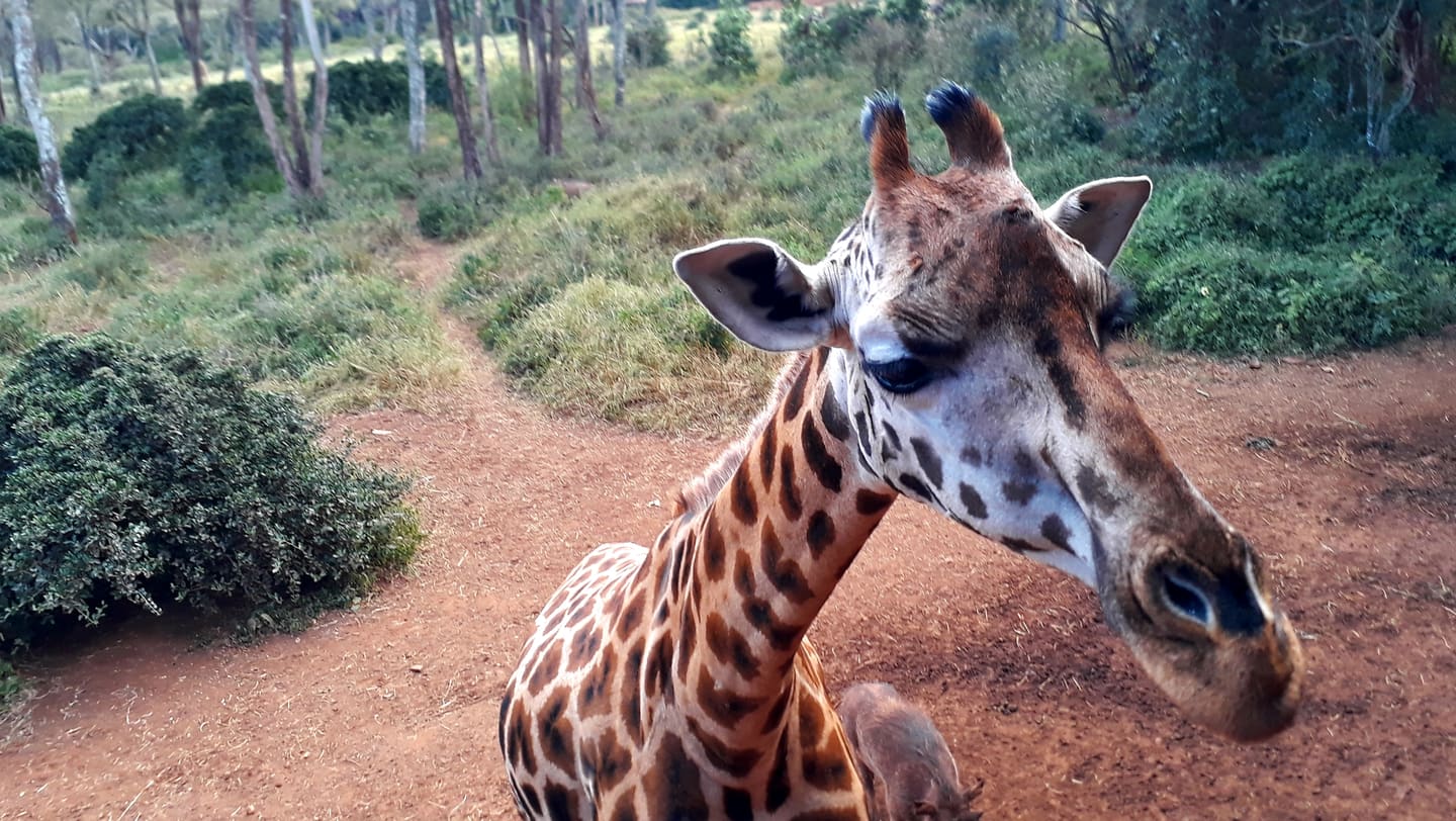 Giraffe at the Giraffe Centre in Nairobi.