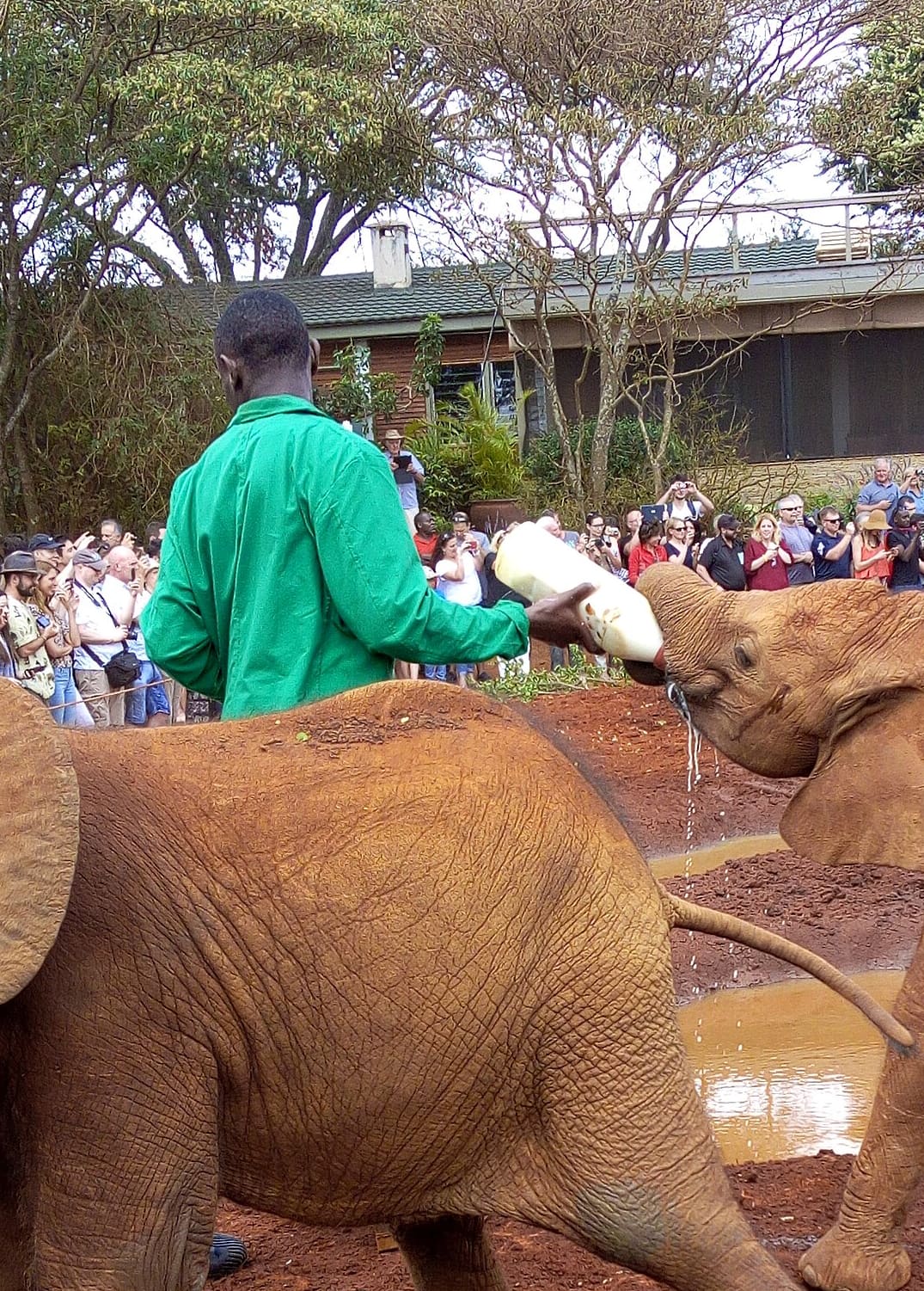 Closer crop of orphan elephant calves feeding at Sheldrick Wildlife Trust.