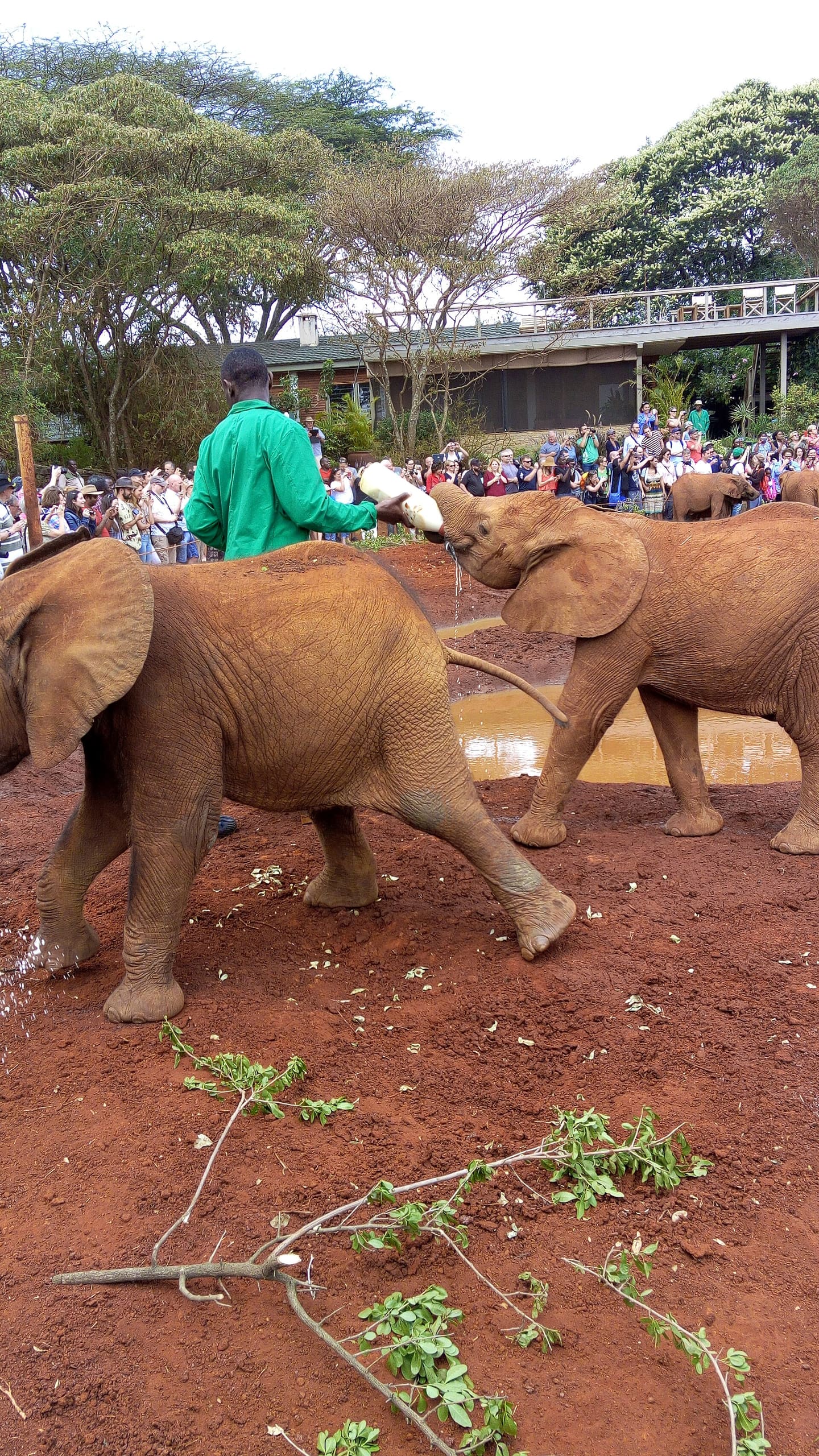 Orphan elephant calves feeding at Sheldrick Wildlife Trust in Nairobi.