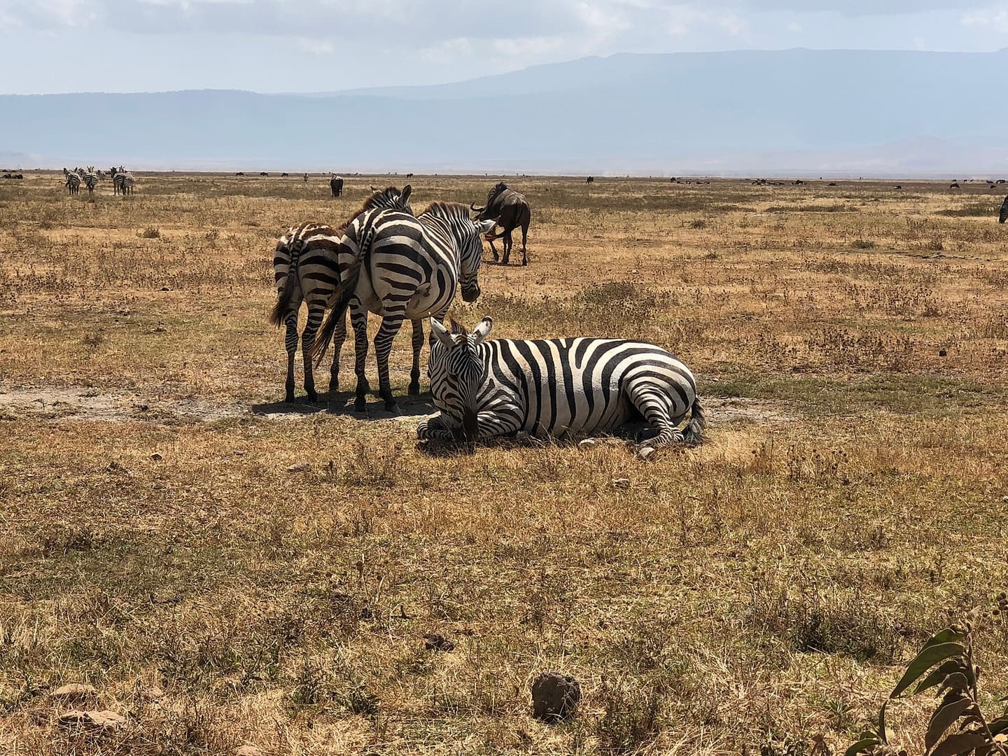 Grant's zebra in Ngorongoro Crater with wildebeest in the distance.