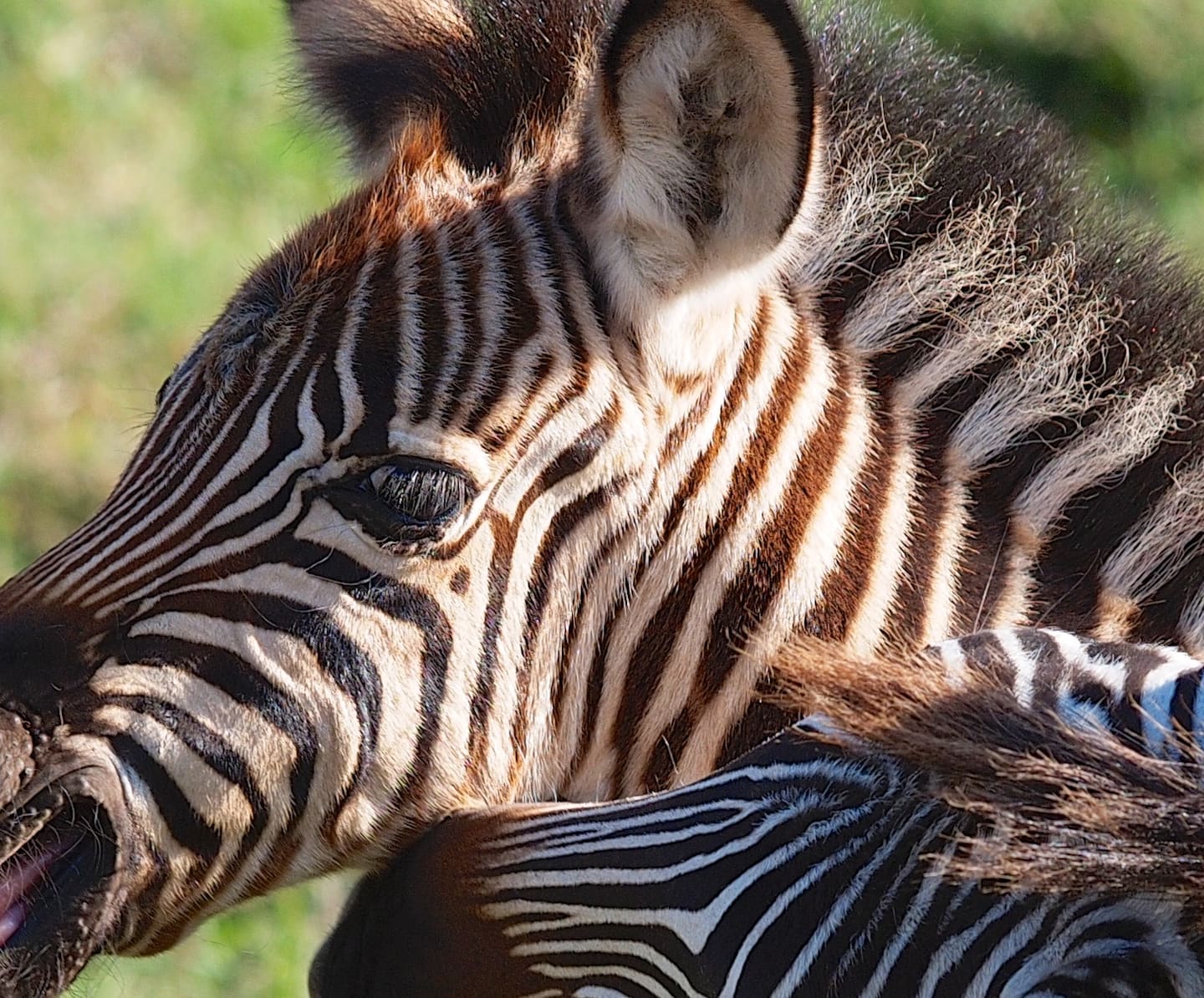 Closer zebra crop from Ngorongoro Crater.