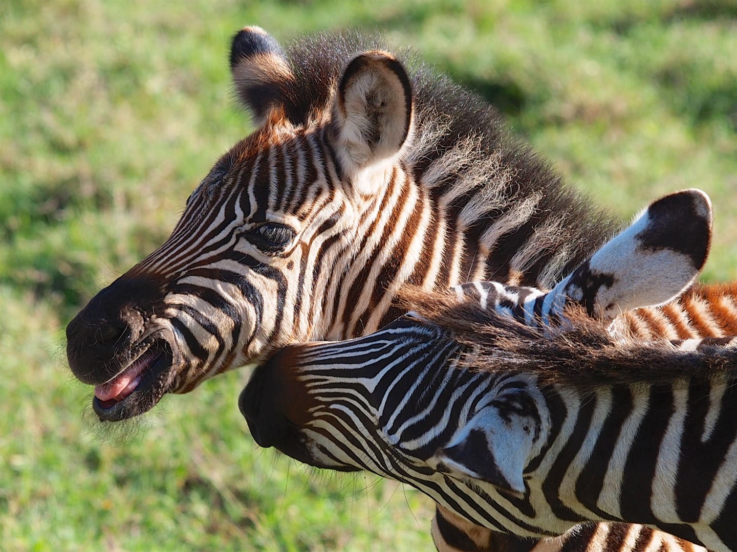 Zebra in Ngorongoro Crater with open highland grassland behind.