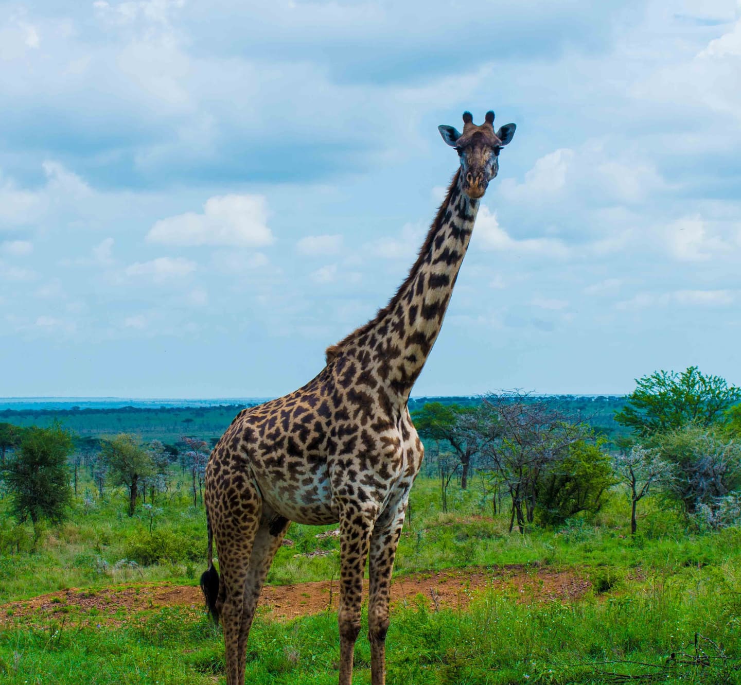 Closer portrait crop of a giraffe in the Serengeti.