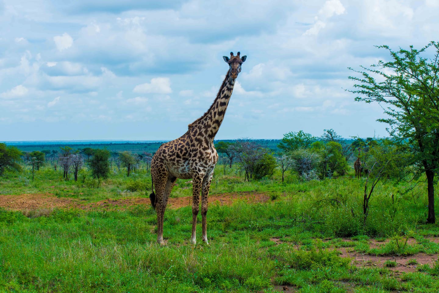 Masai giraffe in the Serengeti with dry grassland and open sky.