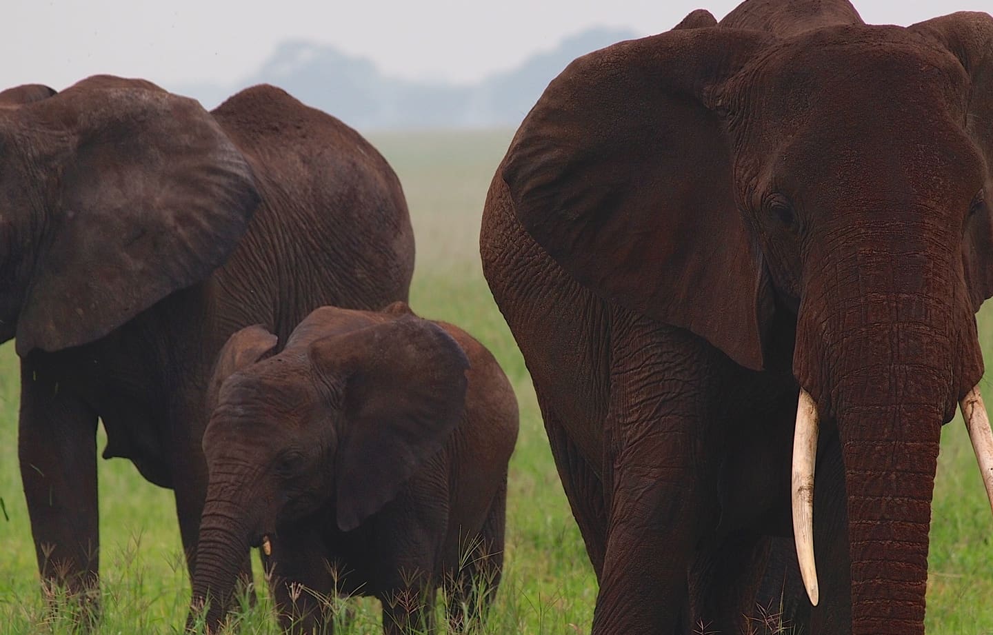 Closer crop of elephants moving through Tarangire National Park.
