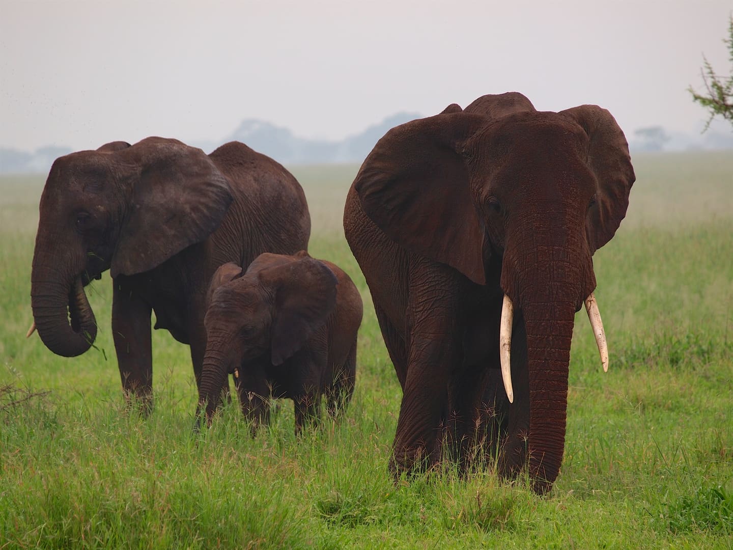 Elephants moving through Tarangire National Park.